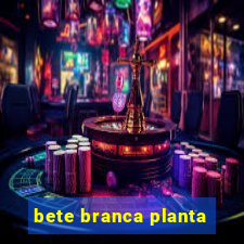 bete branca planta