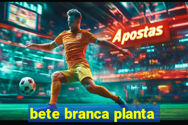 bete branca planta