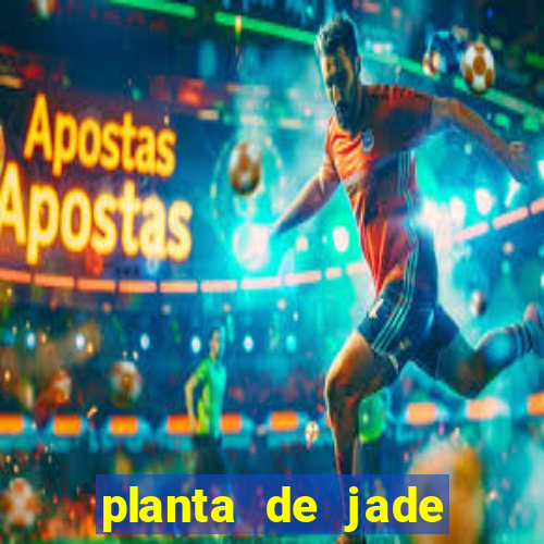 planta de jade significado espiritual