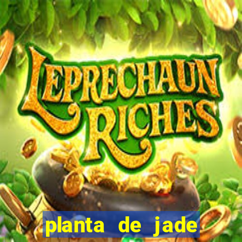 planta de jade significado espiritual